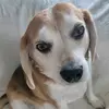 Laurie Andrews - @laurie.andrews8 - TikTok
