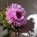 Laurie Heyer Atkinson - Facebook
