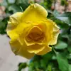 lauriebailey926 - @lauriebailey926 - TikTok