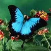 Laurie Barnes - @laurie.barnes4 - TikTok