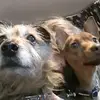 Bishop Pets - @laurinabishop - TikTok