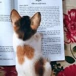 Lauri P Bowman - @lauripbowman - Instagram