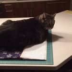 Lauri Burgess - @my.cat.snores - Instagram