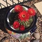 Lauri Cook - @cook_lauri - Instagram