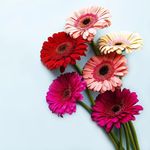 Läürï Cröw - @lauricrow1 - Instagram