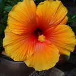 Laurie Ferguson - @laurie.ferguson.3511 - Instagram