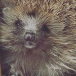 Lauri Fox - @lauridfox2011 - Instagram