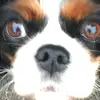 user9056331966011 - @laurie_fox - TikTok