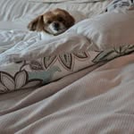 Lauri Golden Daroczy - @goldendaroczy - Instagram