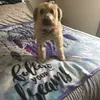 Lauri golden fan - @goldenfan6 - TikTok