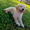 laurinha_goldenr - @laurinhagolden_r - TikTok