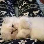Laurie Lewis - @laurie.lewis.7543 - Instagram