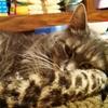 laurie mcdaniel - @laurie.mcdaniel - TikTok