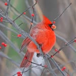 Lauri Shaffer - @birdingpictures - Instagram