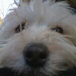 Lauri Stevenson - @psu_mom - Instagram