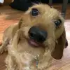 Lauri Thompson - @pawmama3 - TikTok