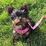 Laurie R. Hamilton - @laurie_yorkshireterrier_ - Instagram