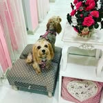 lauri.yorkie - @lauri.yorkie - Instagram