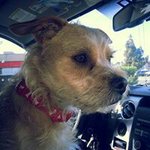 Laurie Arnold Becker-Zibnack - @lauriebeckerzib - Instagram