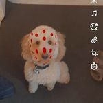 Laurie Bedard - @lauriebedard - Instagram