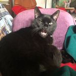 Laurie Bloom - @lauriebloom1954 - Instagram