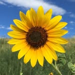 Laurie Wolfe Buchanan - @lauriebuchanan24 - Instagram