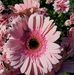 Laurie Coe - Facebook