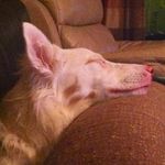 Laurie Conley - @gizmo2849 - Instagram