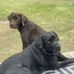 Laurie Conner - Facebook
