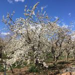 Laurie Conner - @connerorchards - Instagram