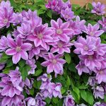 Laurie Cooper DeWitt - @lauriedewitt1 - Instagram