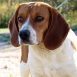 Laura Dunlap - @azbeagles - Instagram