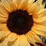 Laurie Easterbrook - @laurieeasterbrook - Instagram
