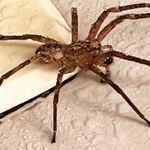 Laurie Eldridge Spider mom - @laurieeldridgespider - Instagram