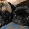 LaurieEldridge - @lauriemaddison - TikTok
