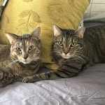 Laurie Ferrell - @laferrell1 - Instagram