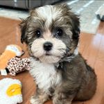 Laurie Foreman Leger Kenneth - @lauriefleger - Instagram