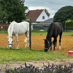 @lauriegeenenx_horses - Instagram