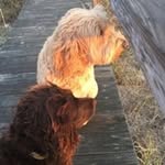 Laura Halter Sardone - @lhaltersardone - Instagram