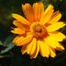 Laurie Hendricks - Facebook