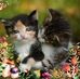 Laurie Hester - Facebook