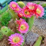Laurie Hooke - @laurie_hooke - Instagram