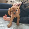 Laura Keating - @laura.keating5 - TikTok