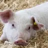 Laura Lundquist - @piggy13579 - TikTok