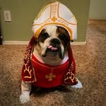 Laurie Packard - @azbulldogmom - Instagram