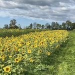 Laurie Packard-Sterling - @packardsterling - Instagram
