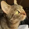 Laurie-Anne Meunier Pinto - @hanzo.badcat - TikTok