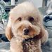 Laurie Pinto - Facebook