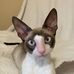 Chatterie Laurie et ses Rex - Facebook