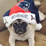 Laurie Roach - @4theluvofpug - Instagram